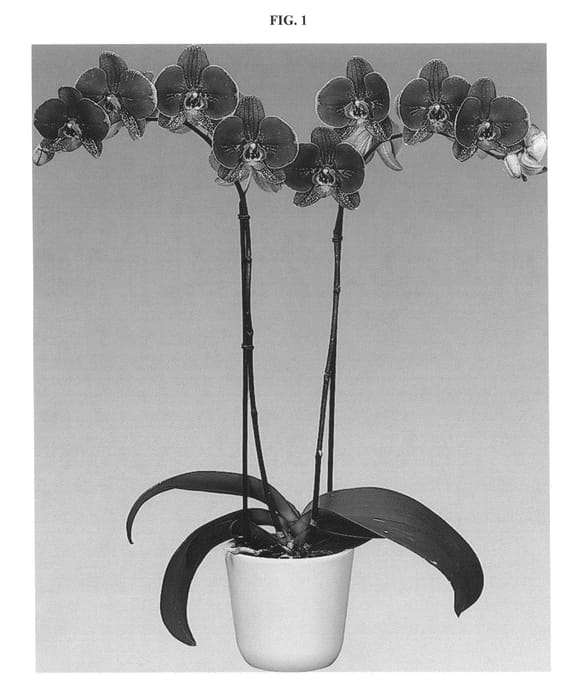 Figure 1 of US plant patent PP25751, the photograph of Goodhope printed in the patent.