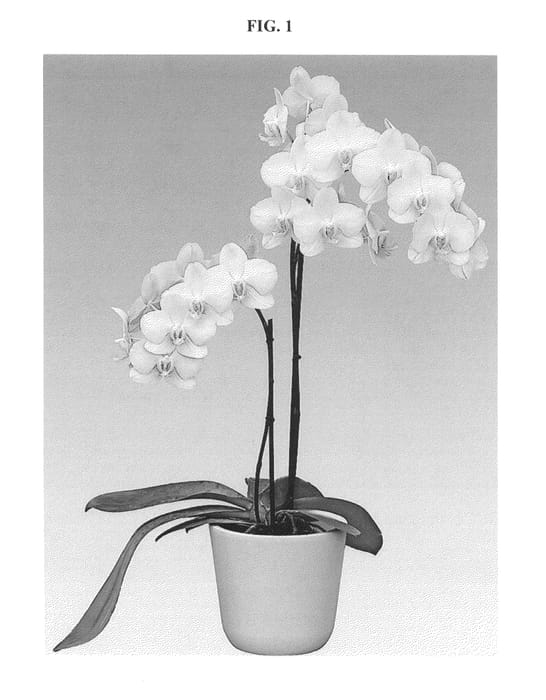 Figure 1 of US plant patent PP25752, the photograph of FLOR167725 printed in the patent.