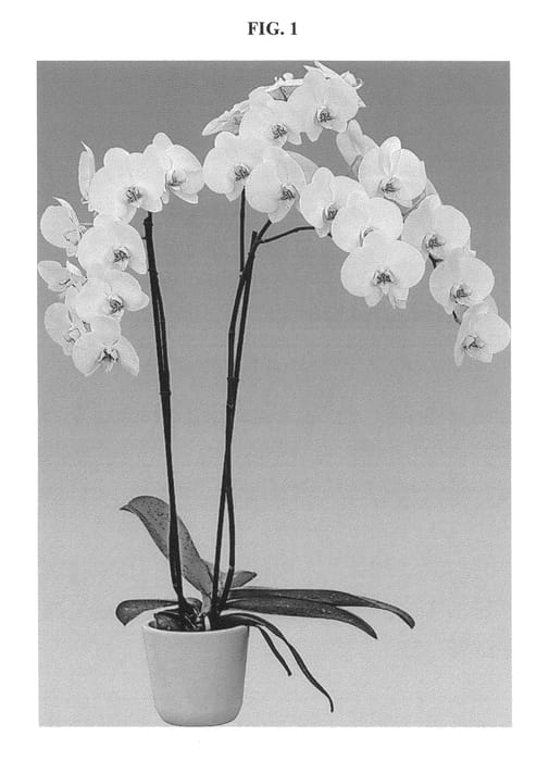Figure 1 of US plant patent PP25753, the photograph of FLOR251744 printed in the patent.