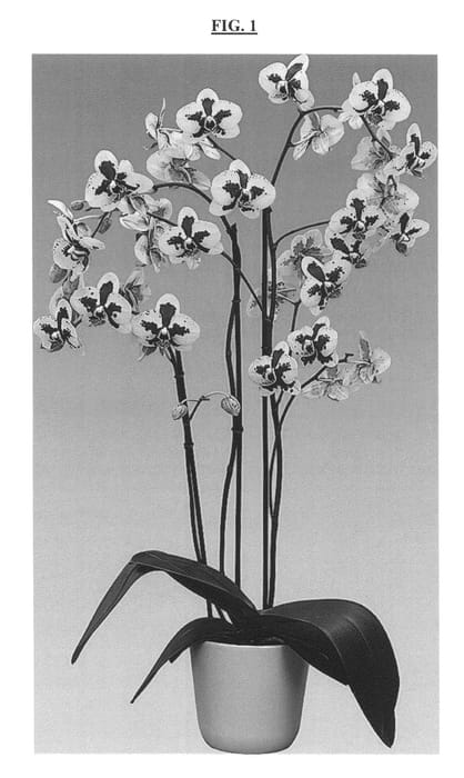 Figure 1 of US plant patent PP25754, the photograph of Dixie Dot printed in the patent.