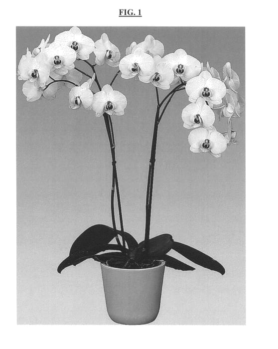 Figure 1 of US plant patent PP25755, the photograph of FLOR169431 printed in the patent.
