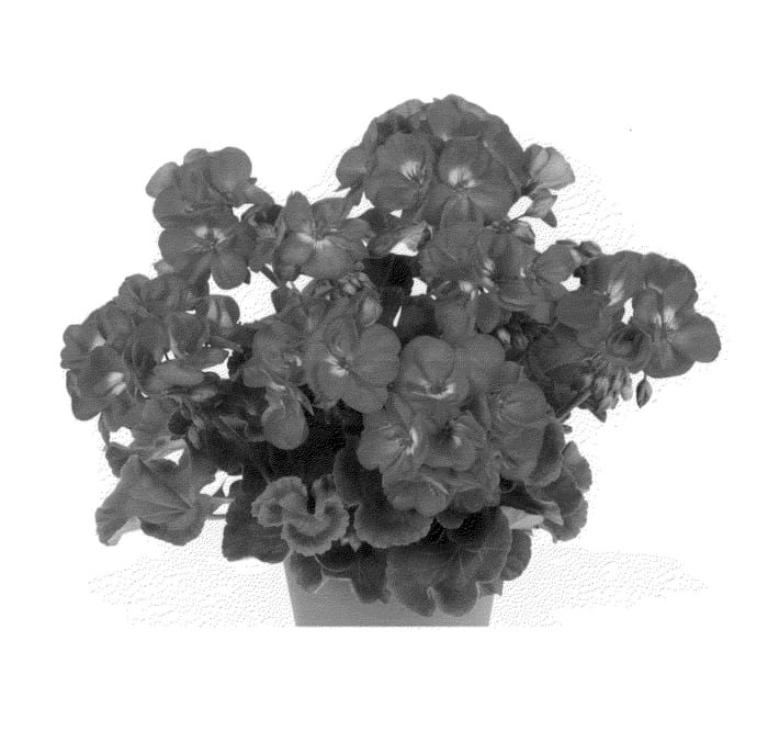 Figure 1 of US plant patent PP25756, the photograph of Duevimari printed in the patent.