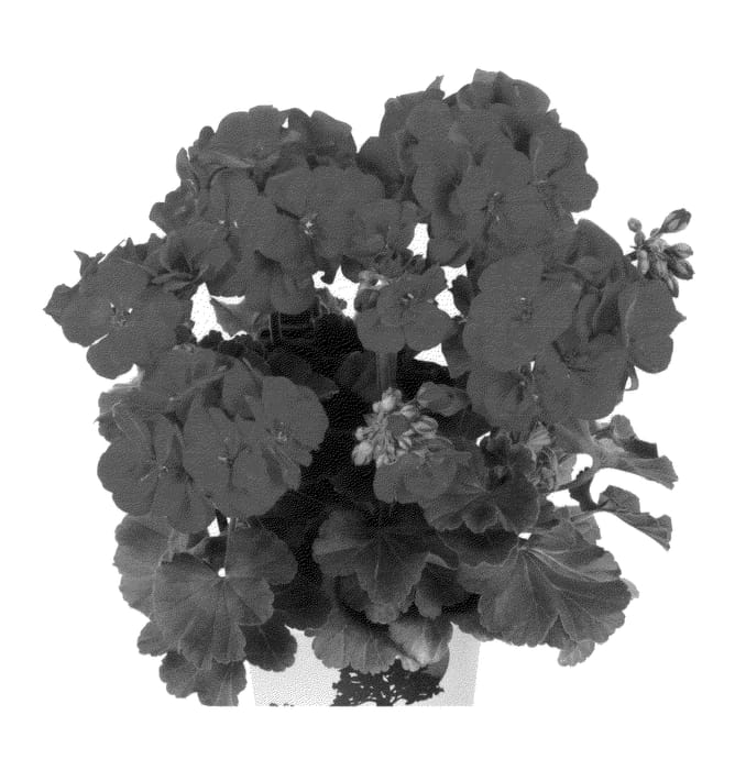 Figure 1 of US plant patent PP25757, the photograph of Duesacarm printed in the patent.