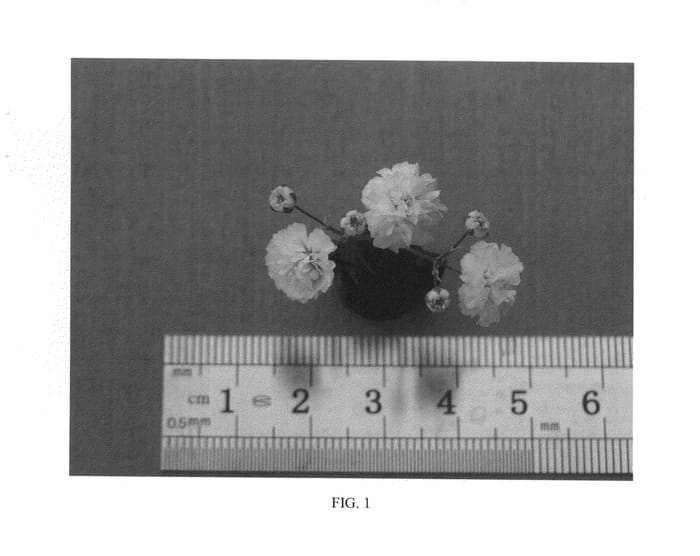 Figure 1 of US plant patent PP25758, the photograph of Pearls Ginga Way printed in the patent.