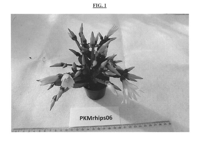 Figure 1 of US plant patent PP25759, the photograph of PKMRhips06 printed in the patent.