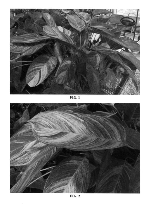 Figure 1 of US plant patent PP25760, the photograph of ROTOLANTE10 printed in the patent.