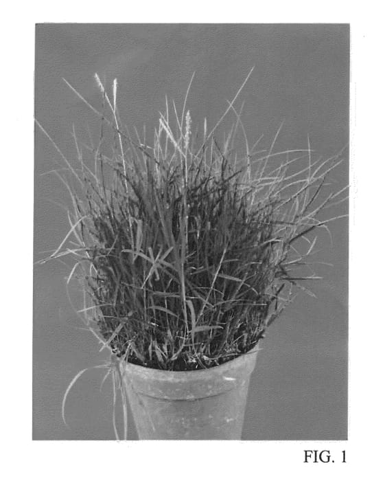 Figure 1 of US plant patent PP25761, the photograph of UGA 31 printed in the patent.