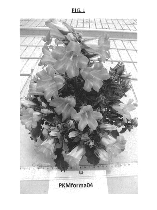 Figure 1 of US plant patent PP25762, the photograph of PKMForma04 printed in the patent.