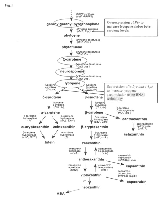 Figure 1 of US plant patent PP25763, the photograph of Rosé printed in the patent.