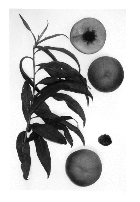 Figure 1 of US plant patent PP25764, the photograph of Burpeachthirtyfour printed in the patent.