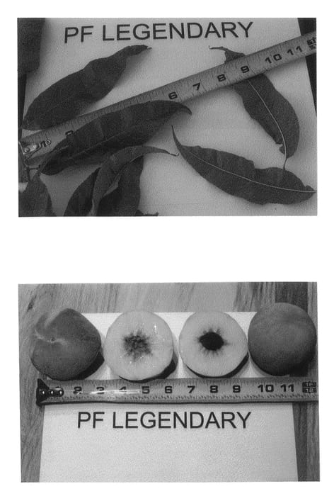 Figure 1 of US plant patent PP25765, the photograph of P.F. Legendary printed in the patent.