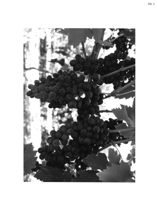 Figure 1 of US plant patent PP25766, the photograph of IFG Fifteen printed in the patent.