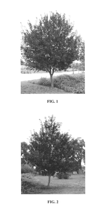 Figure 1 of US plant patent PP25767, the photograph of P002S printed in the patent.