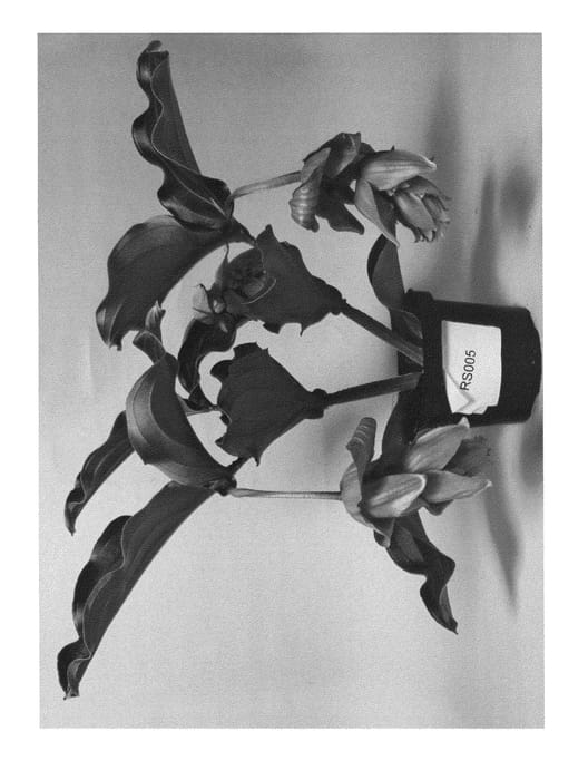 Figure 1 of US plant patent PP25768, the photograph of RS005 printed in the patent.