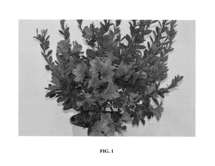 Figure 1 of US plant patent PP25769, the photograph of AZ 47 printed in the patent.