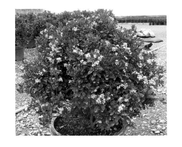 Figure 1 of US plant patent PP25770, the photograph of sPg-3-003 printed in the patent.