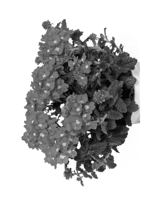 Figure 1 of US plant patent PP25771, the photograph of Duempflapich printed in the patent.