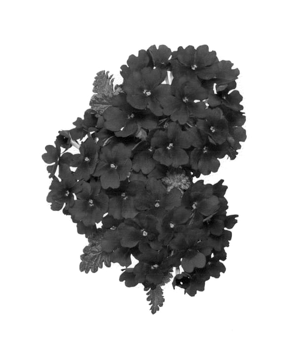 Figure 1 of US plant patent PP25772, the photograph of Duempgodi printed in the patent.