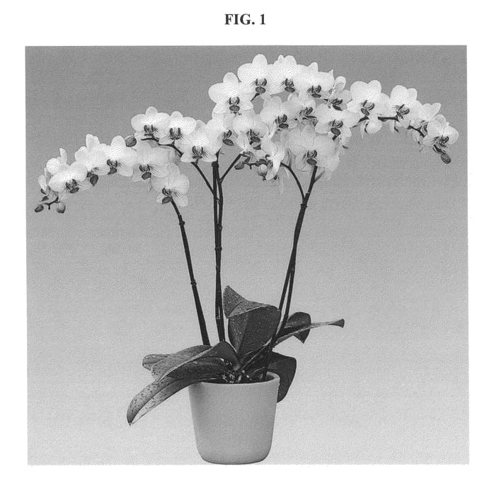 Figure 1 of US plant patent PP25773, the photograph of FLOR168625 printed in the patent.