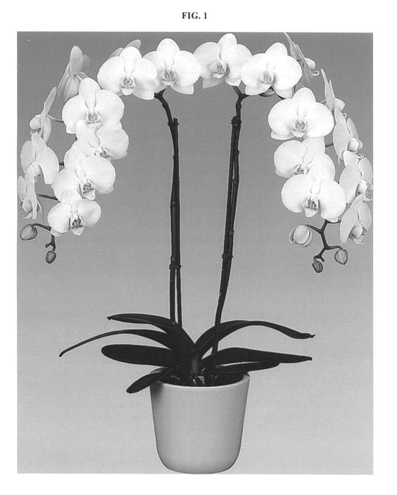 Figure 1 of US plant patent PP25774, the photograph of Silent Song printed in the patent.