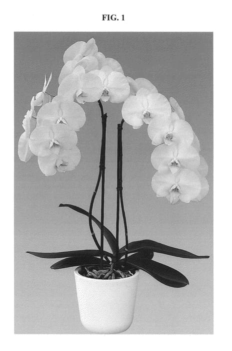 Figure 1 of US plant patent PP25775, the photograph of Zippity printed in the patent.