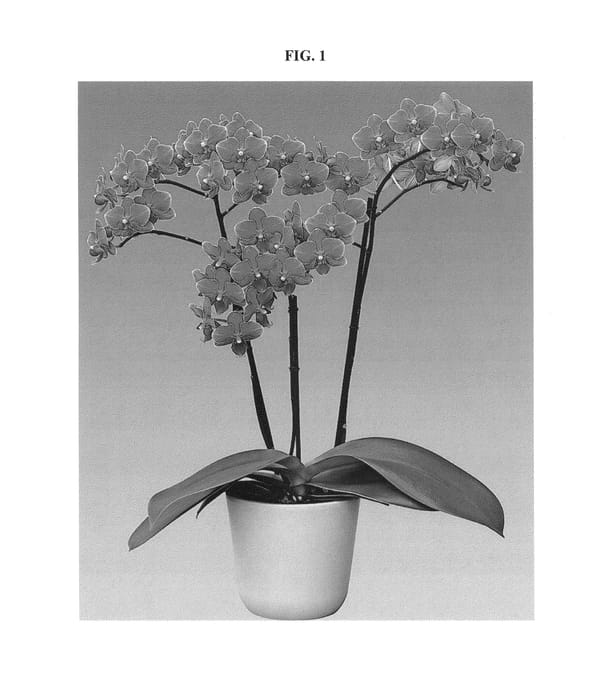 Figure 1 of US plant patent PP25776, the photograph of Lions Dive printed in the patent.