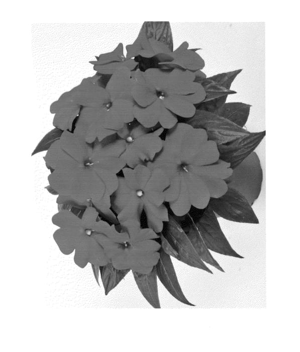 Figure 1 of US plant patent PP25777, the photograph of Duemagdarre printed in the patent.