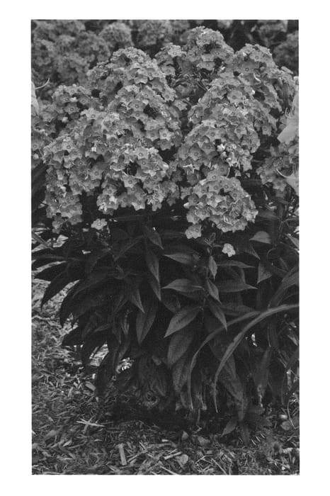 Figure 1 of US plant patent PP25778, the photograph of Glamour Girl printed in the patent.