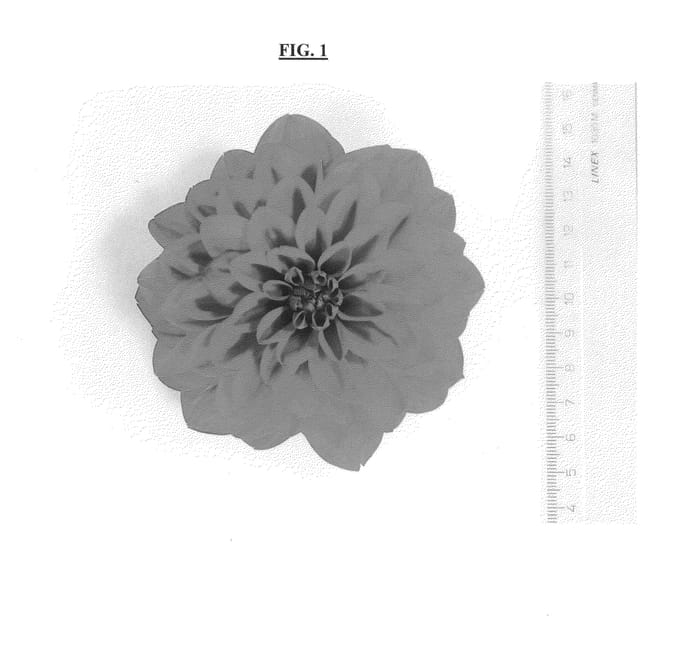 Figure 1 of US plant patent PP25779, the photograph of DAFEMOGTYVE printed in the patent.