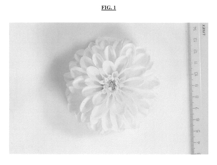 Figure 1 of US plant patent PP25780, the photograph of DASEKSOGTYVE printed in the patent.