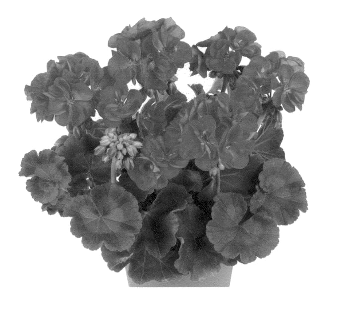 Figure 1 of US plant patent PP25781, the photograph of Dueazul printed in the patent.