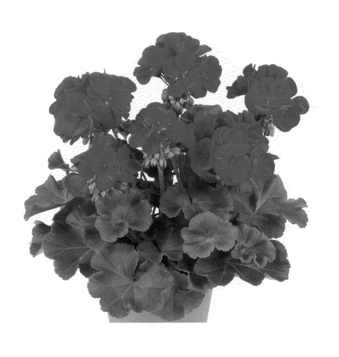 Figure 1 of US plant patent PP25782, the photograph of Dueimrobi printed in the patent.
