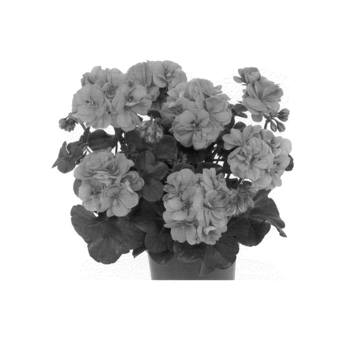 Figure 1 of US plant patent PP25783, the photograph of Duegbofpi printed in the patent.