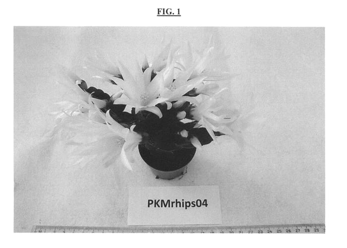 Figure 1 of US plant patent PP25784, the photograph of PKMRhips04 printed in the patent.