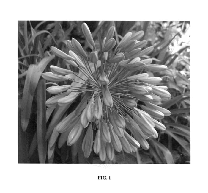 Figure 1 of US plant patent PP25785, the photograph of Croft's Pearl printed in the patent.