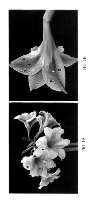 Figure 1 of US plant patent PP25786, the photograph of Jax printed in the patent.