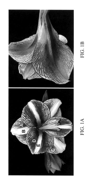 Figure 1 of US plant patent PP25787, the photograph of Tampa printed in the patent.