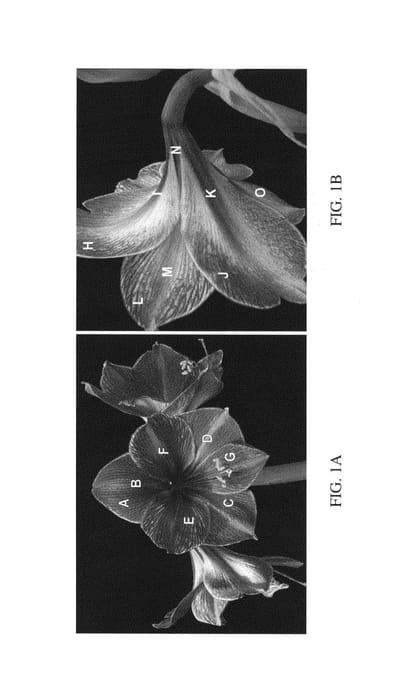 Figure 1 of US plant patent PP25788, the photograph of Boca printed in the patent.