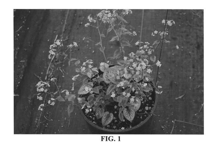Figure 1 of US plant patent PP25789, the photograph of Alexander's Great printed in the patent.