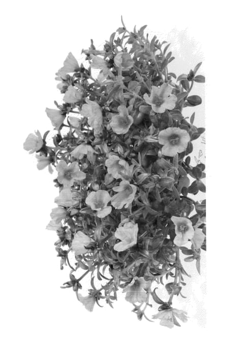 Figure 1 of US plant patent PP25790, the photograph of Duecupyecro printed in the patent.