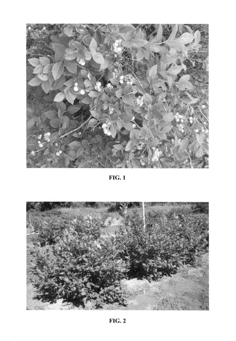Figure 1 of US plant patent PP25792, the photograph of MNPink1 printed in the patent.