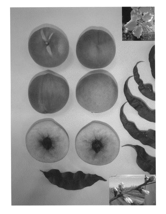 Figure 1 of US plant patent PP25793, the photograph of Summer Princess printed in the patent.