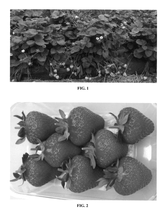 Figure 1 of US plant patent PP25794, the photograph of Verity printed in the patent.