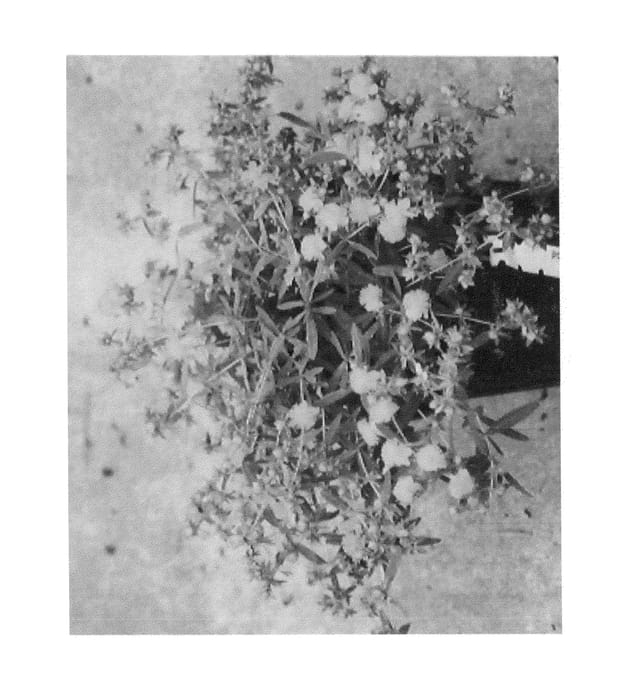 Figure 1 of US plant patent PP25795, the photograph of SMHKBF printed in the patent.