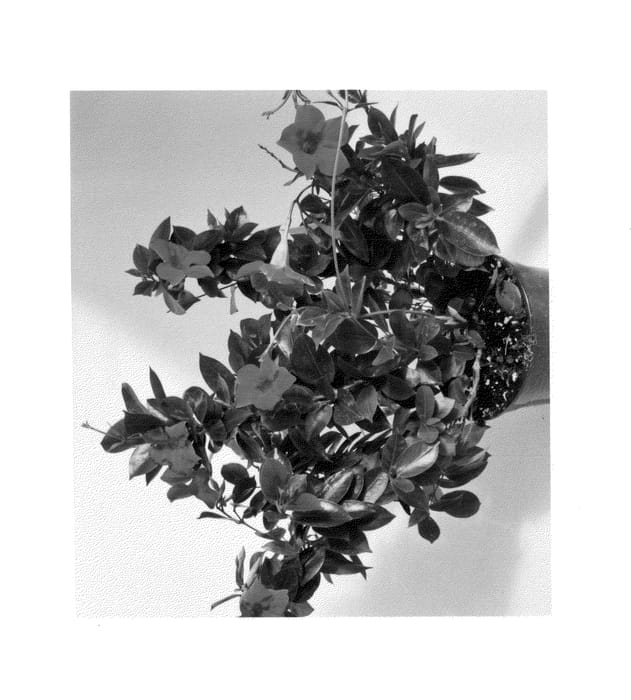 Figure 1 of US plant patent PP25796, the photograph of RF AP1 printed in the patent.