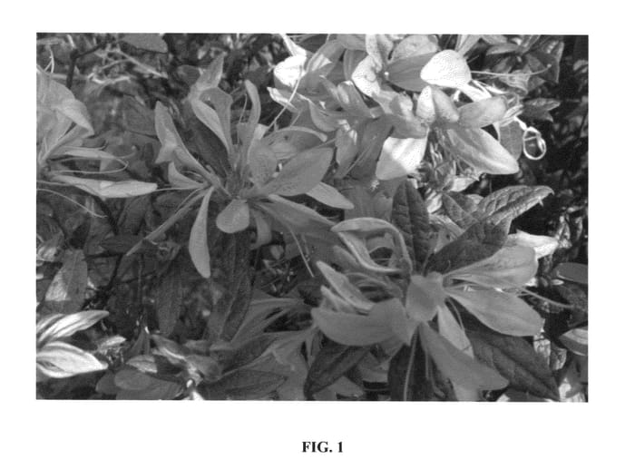 Figure 1 of US plant patent PP25797, the photograph of AZ 35 printed in the patent.