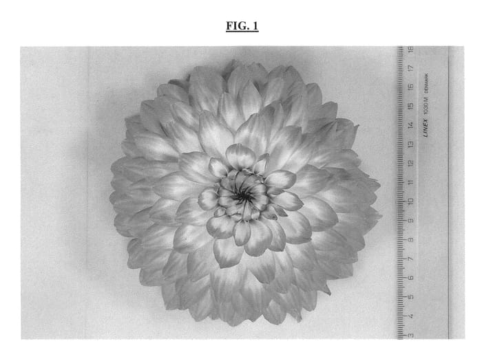 Figure 1 of US plant patent PP25798, the photograph of DASYVOGTYVE printed in the patent.