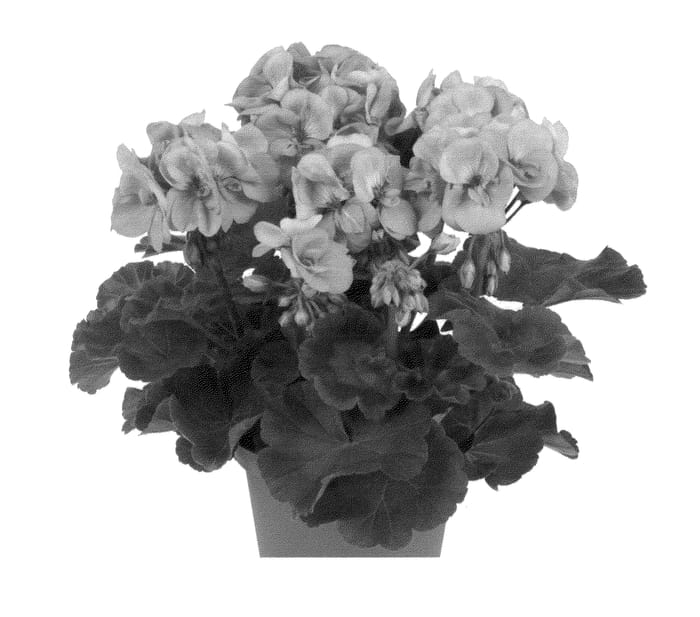 Figure 1 of US plant patent PP25799, the photograph of Duevinsky printed in the patent.