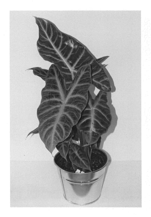 Figure 1 of US plant patent PP25800, the photograph of ALO4 printed in the patent.