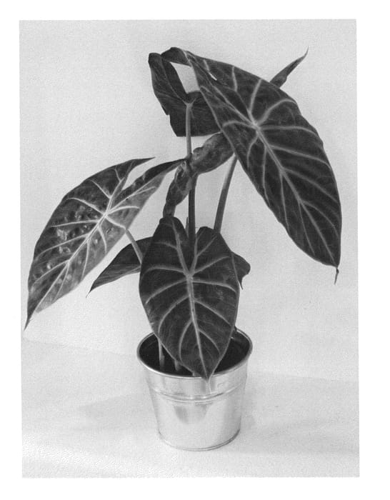 Figure 1 of US plant patent PP25801, the photograph of ALO2 printed in the patent.